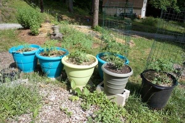 Birok kii bunu denedi ve olumlu sonu ald. Profesyonel bahevanlarn yumurta haricinde muz ile de bunu yapt biliniyor. Hemen deneyin. Size tavsiyemiz son kullanma tarihi gemi yumurtalar kullanmanz. Bylelikle yumurtanz israf etmi olmayacaksnz.