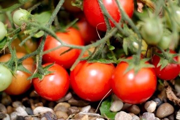 RK DOMATESTEN TAZE RETN<p>  rk domatesten, tazesini retin! Efendim buzdolabnda bozulmaya yz tutmu domatesleriniz mi var? Sakn atmayn!