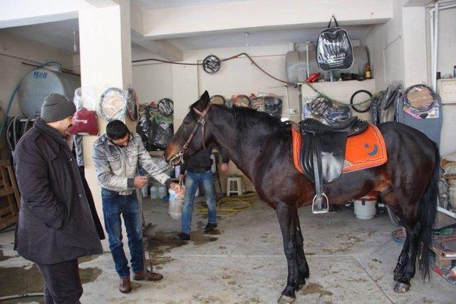 Musaolu, "Kar yad gnlerde atmz kararak hamln almak zere atmza biniyoruz. Birka aydr binilmeyen Karador'a kar stnde bindiimiz iin n ayaklarnda bir hamlk olduu grdm. Atn hamln almak iin en gzel tedavi ekli, souk ve tazyikli suyla atn hamlanan ayaklarn ykyoruz. Genelde bu ilemde baarl oluyoruz" dedi.