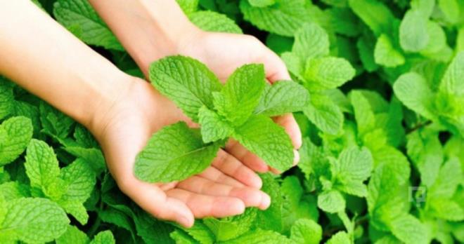 Naneyi deneyin Nane aynn mideyi rahatlatmaya ve ikinlii hafifletmeye yardmc olduu syleniyor.