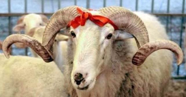 KURBAN BAYRAMI 1. GN: 1 EYLL 2017 - Cuma