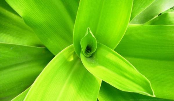 Yatak odas iin de rahatlatc bir renktir.