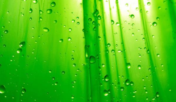 Batda byk otellerin mutfaklarnda duvar renginin, alarn yeniliklerini arttrmak iin yeile boyand sylenir