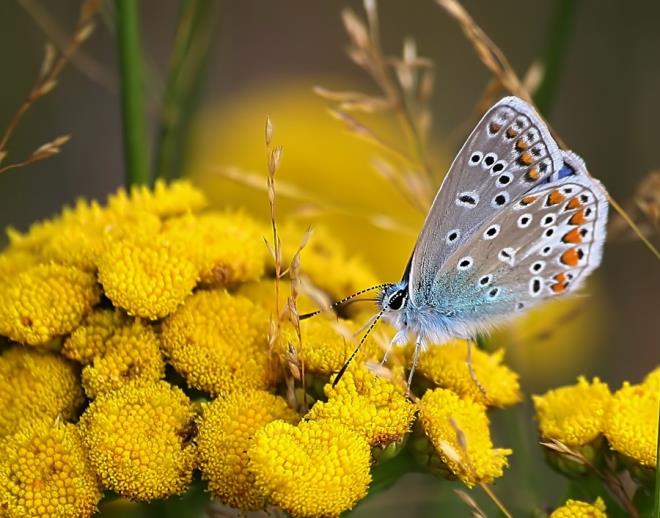 Daha Mutlu Hissetmek in Sar Rengine Bakn<br>    Sar rengin insanlarda uyandrd mutluluk aratrmalar sonucunda kantlanmtr.