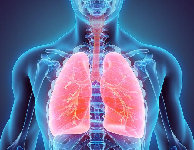 Erkeklerin akciğerleri kadınların akciğerine göre yüzde 50 daha geniş hacme sahiptir.