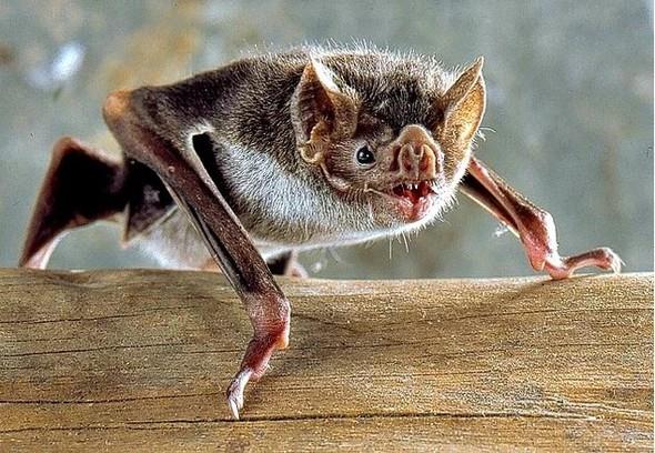 lerinde gndz de grebilen birka tr mevcut. Mortesini grebilenlerse genelde iekler ve meyve nektarlaryla beslenenler.