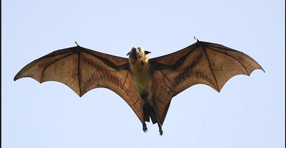 Yarasalar gececil hayvanlardan. Yani geceleri avlanyor,avlanrken ynlerini kendi seslerinin yanksyla belirliyorlar. Ama bu kr olduklar anlamna gelmez. Aslnda yarasalar kr deil. Aratrmalar,duruma bal olarak bazen avlanrken gzlerini kullandklarn gsterdi.