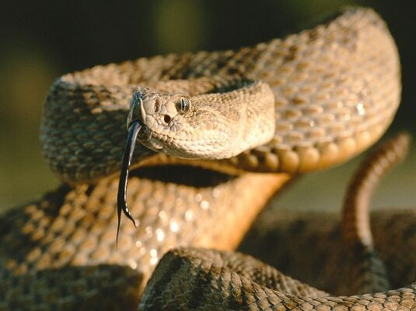 Kendi dklarn yiyen hayvanlar genelde bitkilerle besleniyor. Bitkileri sindirmek baz trler iin pek de kolay bir i deildir.Tam olarak sindiremediklerinden, dk olarak ktnda bile hala besin deerine sahip oluyor. Bu nedenle baz kemirgenler ve tavanlar kendi dklarn atk olarak grmez.
