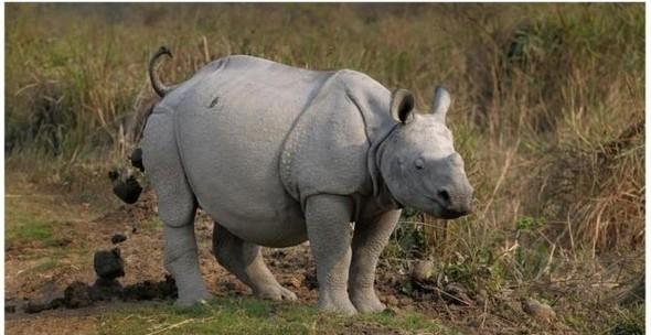 Baz hayvanlar neden kendi dklarn yer?