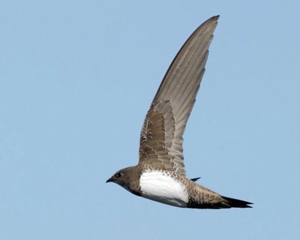 Kular var olduklar gnden beri uuyor. Biz insanlarsa umak iin tasarladmz aralar henz gelitirmeye baladk saylr. Aratrmada kular dar bir tnelde uurularak birbirleriyle arpp arpmayacaklarna bakld. Grnen o ki hibir zaman arpmyorlar. Hzla kar karya geldikleri her seferde saa doru katklar ya da yksekliklerini kardan gelen dier kulara gre ayarladklar grld. Aratrmaclar, kulardan rendiimiz bu ''saa doru ka'' kuraln kendi hava aralarnda uygulamamz gerektiini dnyor.