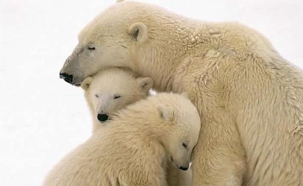 K uykusuna benzer ekilde,baz tropikal iklim trleri yaz uykusuna yatyor ve bylece metabolizma hzlarn yavalatyorlar. Genelde uyku vaktinin geldiini ani scaklk deiimlerine gre ya da suya eriimin zorlamasyla belirliyorlar. rnein l kaplumbaalar,timsahlar ve tropikal kirpiler bu grupta.
