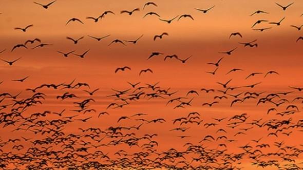 Kularn,kalabalk bir sr halinde,birbirlerine neredeyse deecek kadar yakn durarak utuklarn hepimiz grmzdr. Avusturalya Queensland niversitesi bilim insanlar bunun nasl olabildiini aratrd. Aratrmann sonucu,kularn bu kusursuz lm becerisini milyonlarca yllk evrim srecinde edindiini sylyor.