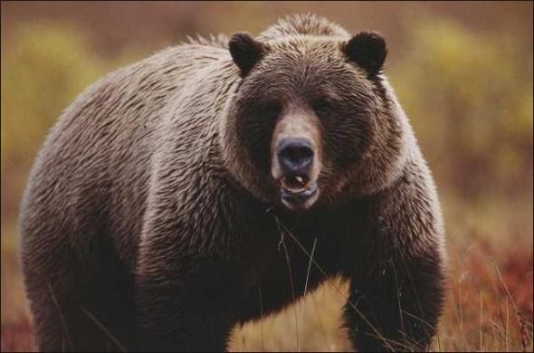 Saldrya saldryla karlk verip ansnz denemek istiyorsanz kullanabileceiniz en iyi silah biber gaz. Gaz sizle ay arasnda youn bir gaz bulutu olumasna sebep olaca iin bunu kamak iin bir avantaja dntrebilirsiniz.