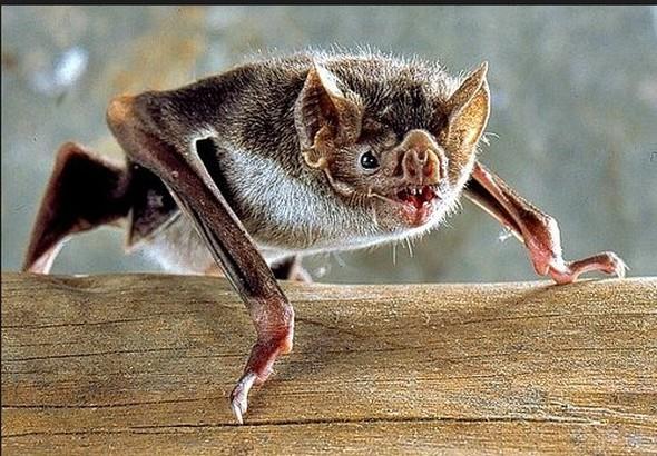 Bunlarn bazlar ieklerle,bazlar bceklerle, Latin Amerika lkelerine zg olan bazlar da sadece kanla besleniyor. Bu trlerin her biri, beslenme tercihlerine gre birbirinden farkl becerilere sahip.