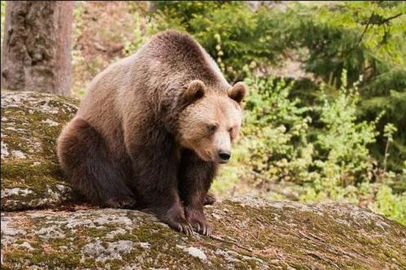 Scak iklimde yaayan hayvanlar da k uykusuna yatar m?