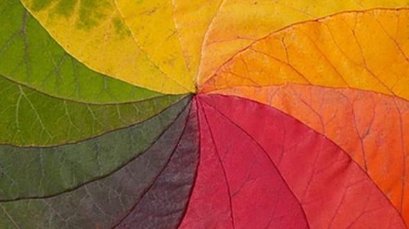 Eer drt tip koni hcreniz varsa kimsenin gremedii ara renkleri net bir ekilde alglayabilirsiniz. Ama grdnz renklerin neye benzediini ya da dnyann size nasl grndn bilemiyoruz. nk bunu aklamaya alan insanlarda aktarmlarn hepsi znel oluyor.