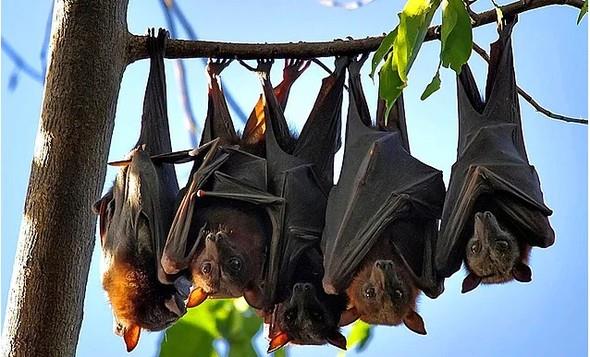 Hatta bceklerle deil de meyvelerin nektaryla beslenen yarasalar ses yanklarn hi kullanmyor. Bunlar son derece keskin bir gr gcne sahip. yle ki mortesi  grebilen trleri bile var.1300 civarnda yarasa tr mevcut.