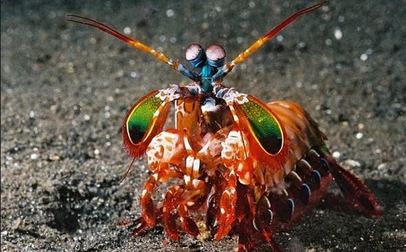 Onlar,bizim alglayamadmz renkleri de grebiliyor.Mantis karidesi adl trse 12 tip koni hcresine ramen,bilimsel aratrmalardan grdnz kadaryla; alglad renkleri birbirinden ayrt etmek konusunda pek de iyi saylmaz.