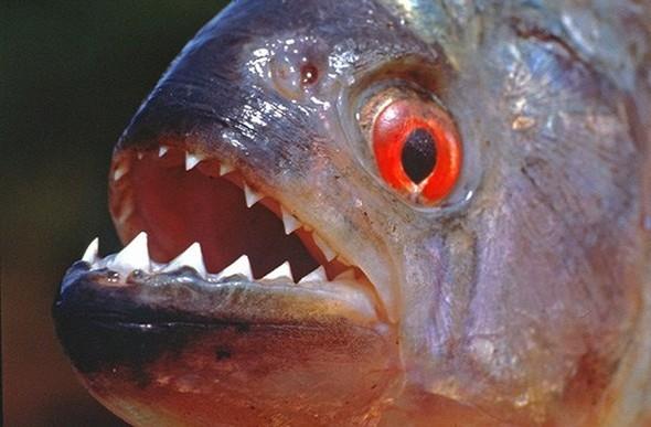 Piranalarn insan yedii doru mu?