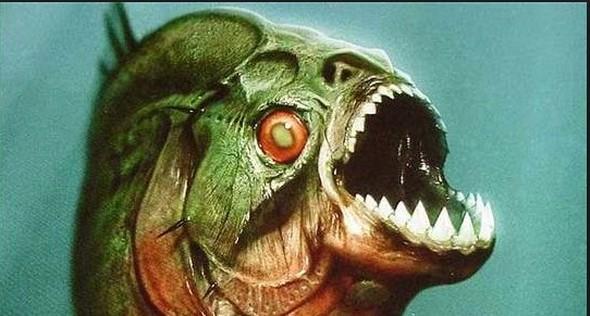 stelik canl insanlara asla saldrmyorlar. Piranalar sadece lm veya lmek zere olan insanlar yem olarak grrler. rnein,lmcl bir yaraya sahip olan biri onlar iin av kategorisine giriyor. Etobur piranalarn diyetinde insanlarn yan sra bir de kapibara adl kemirgen yer var. Ama zorunda kalmadka ona da saldrmyorlar.