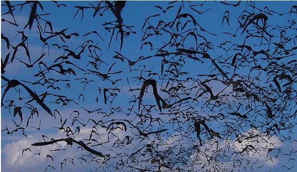 Bazlar da hem grsel hem sonar veriyi kullanyor. rnein Amerika'da yaayan kk kahverengi yarasalarn ay nda son derece iyi grebildikleri anlald.