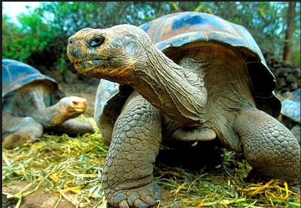 K uykusu,souk iklimde yaayan trlerin k aylarnda gerekletirdii bir aktivite. Scak lkelerde yaayan trler de benzer bir eyi,yazn ar scak geen blmnde yapyor.