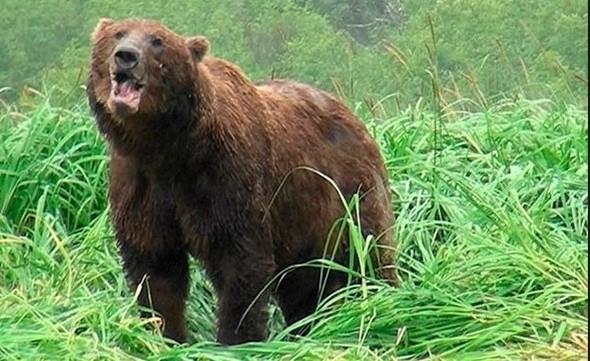 Tm ay trleri ok hzl koabiliyor olmalaryla nl. Boz aylarn hem suda hem de karada hzl olmalar,saldrmak iin atldklarnda elleri bo dnmemelerini garantiliyor. Peki bir boz ayyla karlama annda byle bir saldrdan kap kurtulma ihtimalimiz var m?