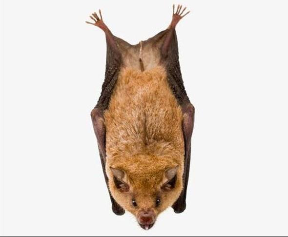 Yarasalarn kr olduu doru mu?