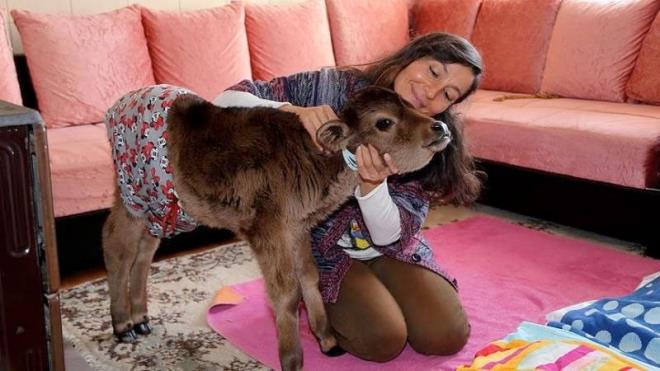 elik, gece gndz birlikte olduklar buzaya ok altn belirterek, "Ben bir yere gitsem annem bakyor. ok altk ona. zellikle sobadan kollamaya alyoruz." eklinde konutu.