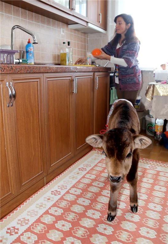 Burada besledii "Hanmkz" isimli ineinin, 15 gn nce yavrusunu dnyaya getirirken can vermesinden byk znt duyan elik, "Kadife" adn verdii buzann bakmn stlendi.