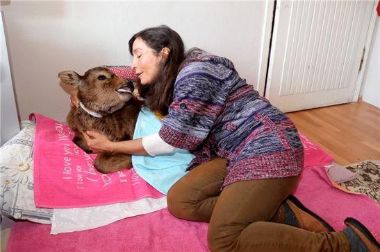 Rize'de yaayan Leyla elik, annesini doum srasnda kaybeden buzaya annelik yapyor.