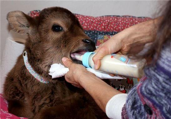 Rizeli Leyla elik, doum srasnda annesi len ve "Kadife" adn verdii buzay evinde besliyor. Babasnn vefat sonras yaad stanbul'u terk eden elik, memleketi Rize'nin yidere ilesindeki annesinin yanna yerleti.