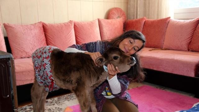 "Kadife"ye ok altn kaydeden elik, "Evin bir ferdi gibi oldu. Zaten bir ocuk zlemi ierisindeyiz. Evimizde bir ocuk yok ve kalabalk deiliz. Annem ile yayoruz.