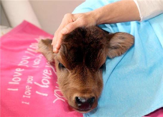 "Kadife"ye bir sre ahrda bakan elik, souk nedeniyle hastalanmas zerine buzay evinde beslemeye balad.Yaklak 10 gndr evinde bakt buzaya ine yapan ve biberonla st veren elik, rd elbiseyi giydirdii "Kadife"nin altna bez balyor, zaman zaman gzel kokmas iin parfm skyor."