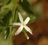 SPANYOL YASEMN: "ehvetlisin!"