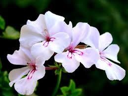 SARDUNYA: "in rahat olsun, her zaman yanndaym!"