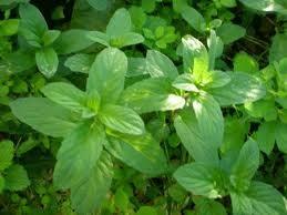 NANE: "Sana kar iimde scak hisler besliyorum."