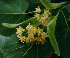 IHLAMUR: Evli iftler iin "Seni seviyorum" anlam tar.