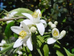 PORTAKAL: Karlkl ak; "Ben de seni seviyorum."