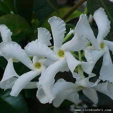 YASEMN: "Gzel ve ekicisin."