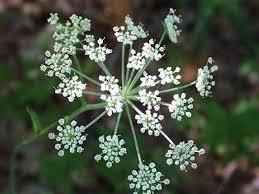 MELEKOTU: "lham kaynamsn."