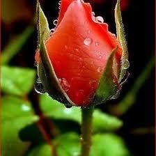 GL GONCASI (KIRMIZI): "Gen ve gzelsin."