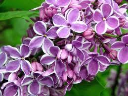 LEYLAK (MOR): "Sana ilk grte ak oldum!"