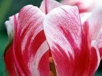 LALE (ALACALI): "Gzlerin ok gzel."