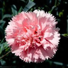 KARANFL (PEMBE): "Seni unutmayacam..."