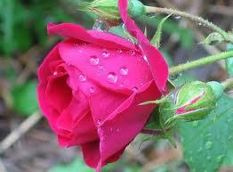 GL (PEMBE): "Arkadamsn."