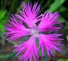 KARANFL (KIRILLI): "zgnm, ama bitmek zorunda..."