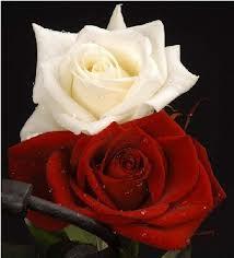 GL (KIRMIZI & BEYAZ): Birliktelik istei