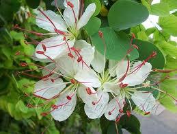 ORKDE: "Akm, sen ok gzelsin, sen ok zelsin!"