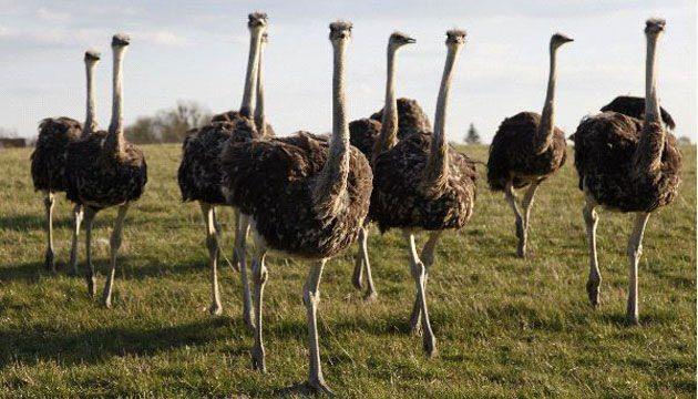 Deve kularnn beyinleri gzlerinden daha kktr.